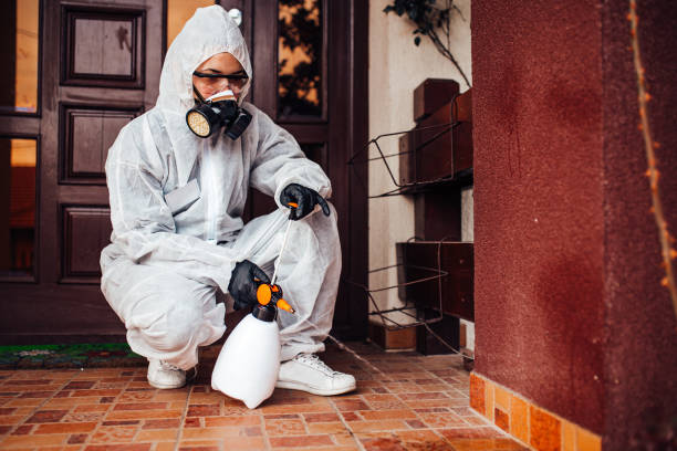 Reliable Ant Control contractor in West Pensacola, FL by Nex Pest Control